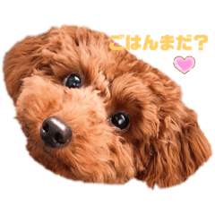 [LINEスタンプ] トイプードルれおのスタンプ