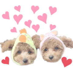 [LINEスタンプ] チョコ＆ココ ティーカッププードル