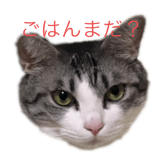 [LINEスタンプ] じゅにゃんと