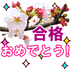 [LINEスタンプ] 動く！合格祝いに花を♪桜