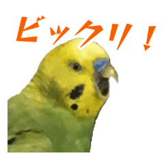 [LINEスタンプ] 表情豊かなセキセイインコ【日常会話編】