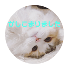 [LINEスタンプ] かわいいこむぎっち