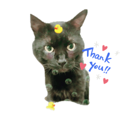 [LINEスタンプ] 可愛いじじ猫