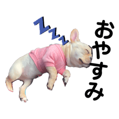[LINEスタンプ] フレンチブルドッグくぅ