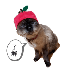 [LINEスタンプ] ねこっぺの了解