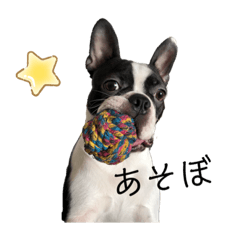 [LINEスタンプ] ボストンテリアのボス