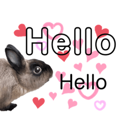 [LINEスタンプ] マキのブルちゃん