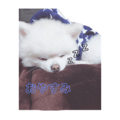 [LINEスタンプ] シロちゃん！