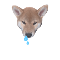 [LINEスタンプ] 柴犬オル。