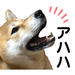 [LINEスタンプ] 柴犬あんず ver.5