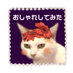 [LINEスタンプ] ラブリー ぶーさん