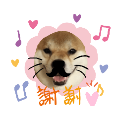 [LINEスタンプ] 柴犬 カマハチ 3