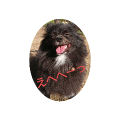 [LINEスタンプ] 黒ポメしゃん