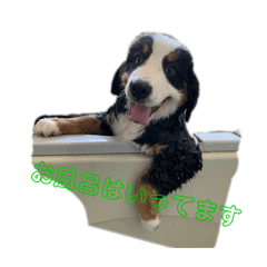 [LINEスタンプ] バーニーズ・マウンテンドッグ