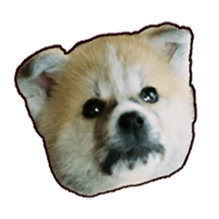 [LINEスタンプ] 秋田犬 穂高の画像（メイン）