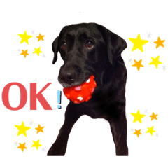 [LINEスタンプ] Labrador retriever ❤︎