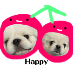 [LINEスタンプ] ペキニーズ もちとつくね