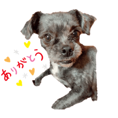 [LINEスタンプ] ココプリちゃん