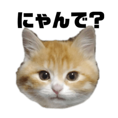 [LINEスタンプ] 天使降臨！！子猫ルーナと時々ロン兄