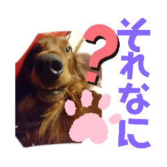 [LINEスタンプ] きゅうたろうスタンプ