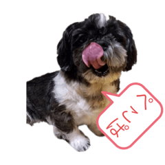 [LINEスタンプ] ぼくちろる✩