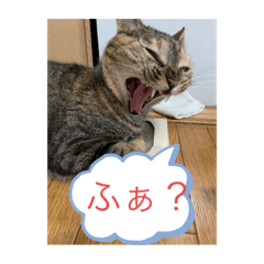 [LINEスタンプ] にゃんこしゃん