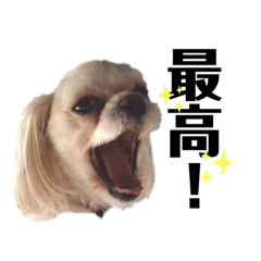 [LINEスタンプ] マルチーズ麦