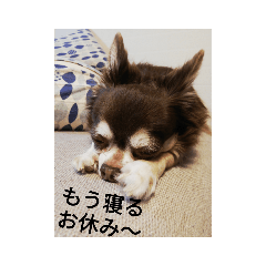 [LINEスタンプ] チョコちゃんスタンプ集
