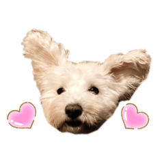 [LINEスタンプ] 愛犬ポコちゃんのスタンプ3