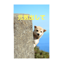 [LINEスタンプ] 豆柴こびきちゃんの日常