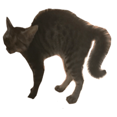 [LINEスタンプ] ゆるせんきゃっつ