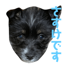 [LINEスタンプ] さすけくんスタンプ
