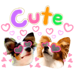 [LINEスタンプ] パピヨンの夢ちゃん＆アンちゃんコラボ
