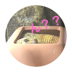 [LINEスタンプ] ぴすこさん