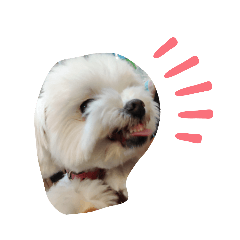 [LINEスタンプ] 素敵なマルチーズちゃん