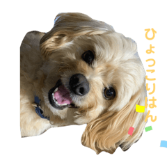 [LINEスタンプ] きんた、すたんぷ