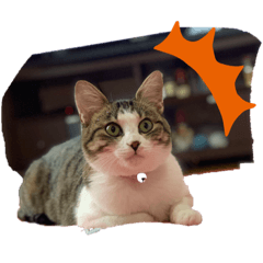 [LINEスタンプ] 猫ちゃん(さんご、ななを)