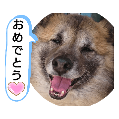 [LINEスタンプ] 雑種犬ポット 2