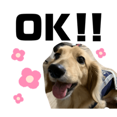[LINEスタンプ] ぼうちゃんのスタンプ