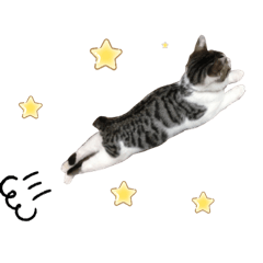 [LINEスタンプ] ネコのレモちゃん2