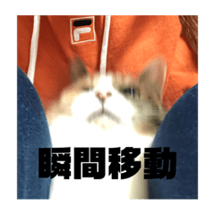 [LINEスタンプ] 吾輩は猫だにゃー