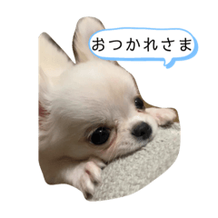 [LINEスタンプ] ぽこちゃんスタンプ！2