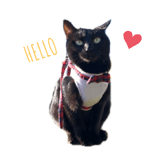 [LINEスタンプ] 黒猫のにゃにゃ