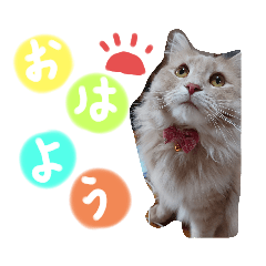 [LINEスタンプ] 我が家のティムくん