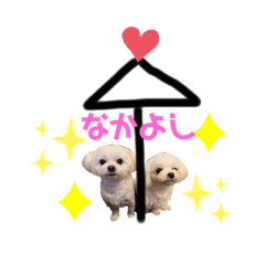 [LINEスタンプ] マルポメのちょこ