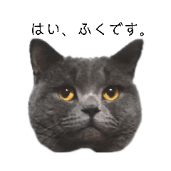 [LINEスタンプ] 猫スタンプ ブリティッシュショートヘアー