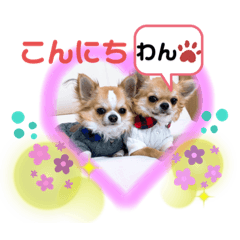 [LINEスタンプ] チワワ兄妹犬イブ＆ルイ