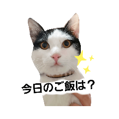 [LINEスタンプ] SuzukiFamilyのアイドル達