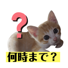 [LINEスタンプ] ネコのミルちゃん