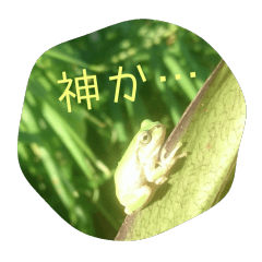 [LINEスタンプ] かえるパラダイス